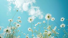  A Field Of Daisies Under A Blue Sky With A Few Puffy White Clouds In The Middle Of The Frame And A Few Tiny White Daisies In The Foreground.