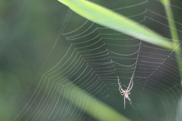 spider on web