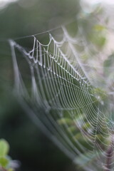 Wall Mural - spider on web