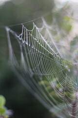 Wall Mural - spider on web