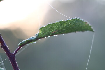 Wall Mural - dew on a leaf