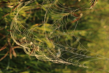 Wall Mural - spider web with dew drops