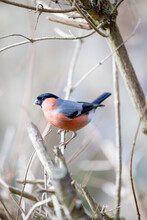 Nicely Posed Male Bullfinch (Pyrrhula Pyrrhula) Perched On A Garden Branch Surrounded By Bare Twigs And Sticks - Yorkshire, UK In February