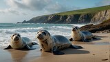 Fototapeta Sport - stunning coastal landscape featuring a family of playful seals basking on a sun-kissed beach in Cornwall, with rugged cliffs and crashing waves in the background