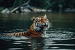 Tiger in lake