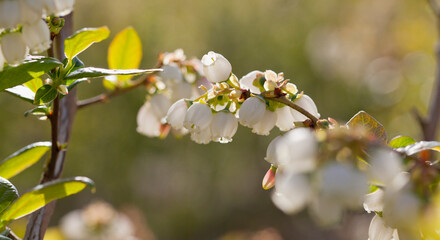 Wall Mural - Blueberry blossom , closeup of beautiful white flowers of blueberries - vaccinium corymbosum.