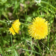 Wall Mural - Yellow dandelion flower on the green meadow.