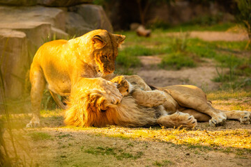 Wall Mural - Pair adult Lions playing in zoological garden