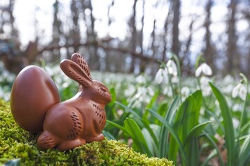 Poster - Easter chocolate bunny or rabbits with spring flower in forest