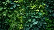 © Francheska - Herb wall, plant wall, natural green wallpaper and background generative ai