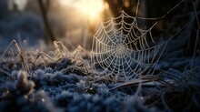 A Spider Web Covered In Dew Sits In The Middle Of A Frosty Grass Field With The Sun Shining In The Background.