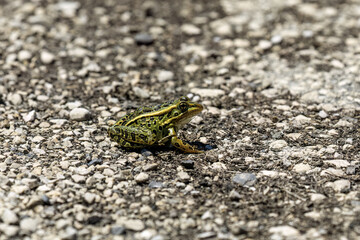 Sticker - Leopard frog ( Lithobates sphenocephalus )