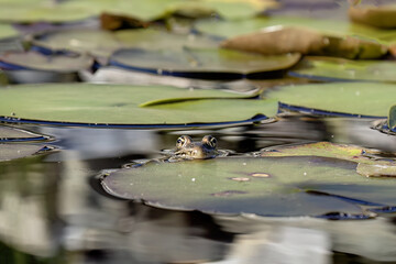 Wall Mural - The northern leopard frog (Lithobates pipiensis) native North American animal. It is the state amphibian of Minnesota and Vermont.