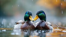 Pair Of Ducks Floating On A Pond, Beaks Close Together, Generative Ai