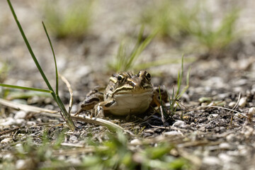 Wall Mural - The northern leopard frog (Lithobates pipiensis) native North American animal. It is the state amphibian of Minnesota and Vermont.