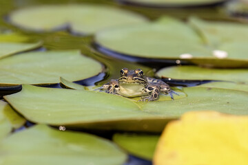 Wall Mural - The northern leopard frog (Lithobates pipiensis) native North American animal. It is the state amphibian of Minnesota and Vermont.