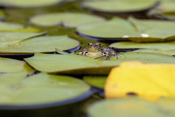 Wall Mural - The northern leopard frog (Lithobates pipiensis) native North American animal