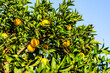 Orange tree with ripe fruits at the orchard