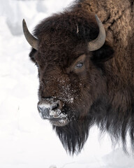 Wall Mural - Bison (Bison bison) feeding in snow covered meadow; Grand Teton NP; Wyoming