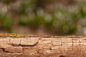 Poster - Rustic wooden texture tree on blur forest background