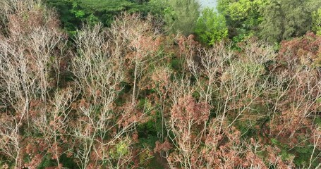 Wall Mural -  Aerial footage of tree leaves in spring tropical forest