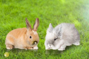 Canvas Print - Two Lovely bunny Easter fluffy rabbits, Adorable baby rabbit on green garden nature background.