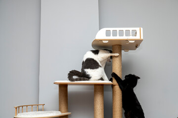 black and grey-white cat playing with top of cat houses. two cats are playing on a cat tree. a cat house indoors pet ownership, pet friendship concept