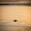 Leatherback turtle reaching the open sea beach at sunset Trinidad