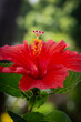 Red hibiscus tropical flower close up in bloom decorative plant