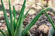 Aloe Vera plant pot bucket home gardening medicinal plant evergreen