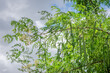 Moringa oleifera tree in bloom with drumstick fruits medicinal plant and for cooking as well