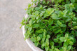 Moroccan Mint foliage in flower pot aromatic medicinal fragrant herb