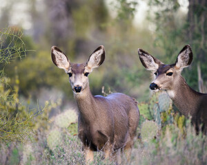 Wall Mural - Desert Mule Deer