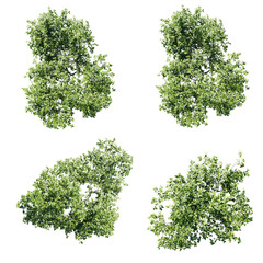 Fototapete - Top view tree,Acer ginnala tree isolate transparent background.3d rendering PNG