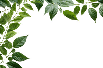 Wall Mural - Green Leaves Border  isolated on transparent and white background.PNG image	