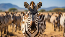 A Small Group Of Zebra Free Stock Photo - Public Domain Pictures