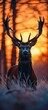 stag woods sunset sky mastodonic serious sad look eyes extremely impressive actual border ratio young bourgeoise regal