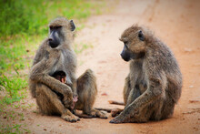 Baboon Monkeys In African Bush. Tsavo West, Kenya