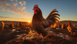Majestic rooster stands in the sunset, crowing on the farm generated by AI