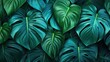© kvladimirv - The background is made of large juicy beautiful monstera leaves.