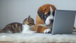 Saint bernard puppy with tabby cat in front of a laptop isolated on white background