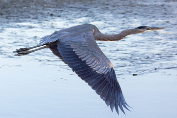 Canvas Print - Great blue heron flying, seen in the wild in a North California marsh