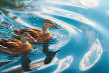 A Lesser Whistling Duck Pair Dendrocygna Javanica Swimming In A Lake With Water Ripples