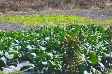 A large field of cauliflower on the farm