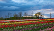 field of tulips and blue sky
