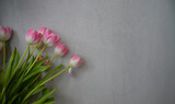 Fototapeta Tulipany - Różowe tulipany na szarym tle