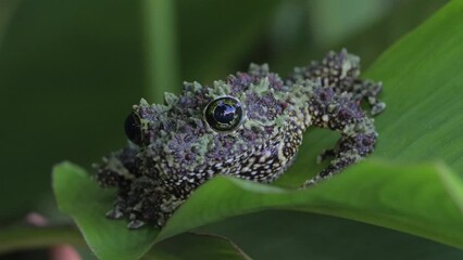 Wall Mural - theloderma corticale (vietnamese mossy frog) camouflage on leaves, moss tree frog camouflage on leav