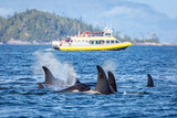 Fototapeta Tulipany - Wild Killer Whale Watching at Vancouver Island