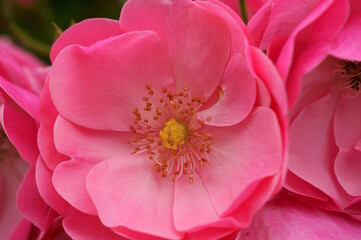 Wall Mural - Beautiful wild rose close-up. Natural background.