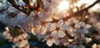 Sunlight filtering through cherry blossoms, highlighting the dew drops clinging to the delicate petals, with the sea and sky providing a serene backdrop